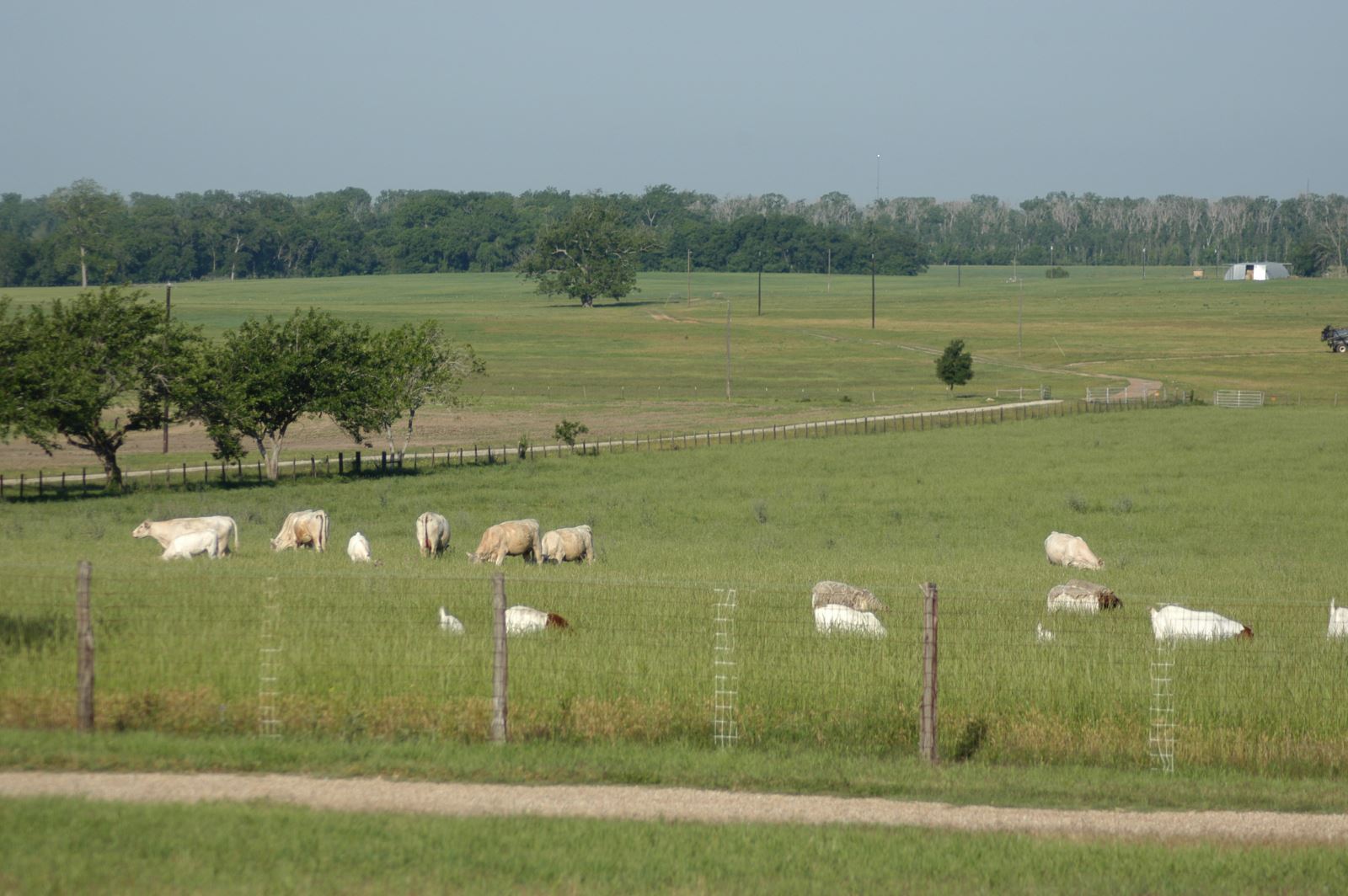 charolais cattle